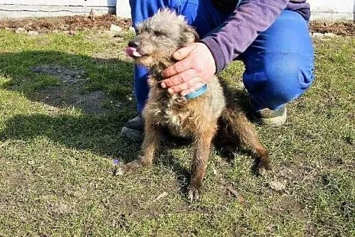 Agat - mały pies - staruszek poleca się do adopcji