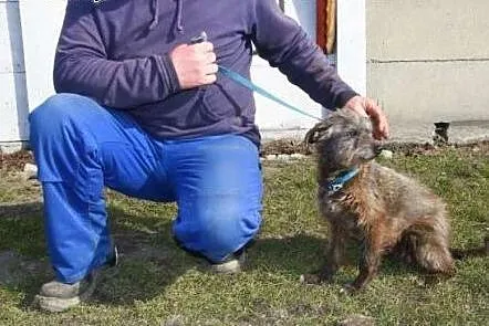 Agat - mały pies - staruszek poleca się do adopcji