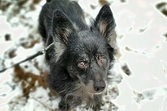 OTIS,9kg,mały,starszy,spokojny,łagodny,szczepiony piesek.ADOPCJA, Małopolskie, Kraków