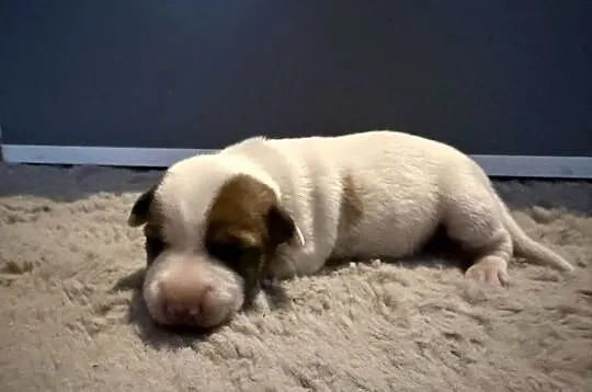 Jack Russell Terrier szczeniak suczka, Śląskie, Dębie