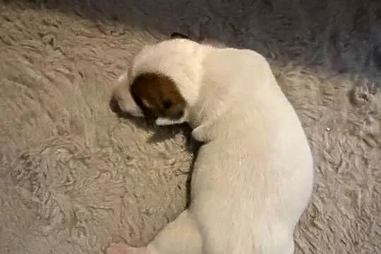 Jack Russell Terrier szczeniak suczka, Śląskie, Dębie