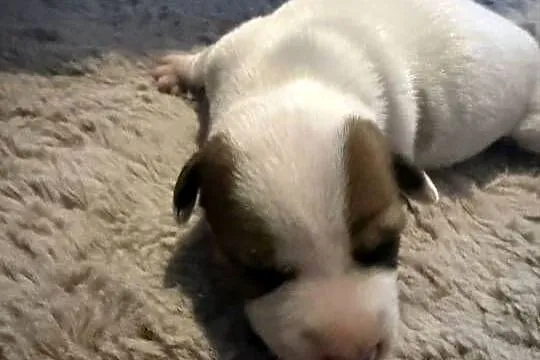 Jack Russell Terrier szczeniak suczka, Śląskie, Dębie