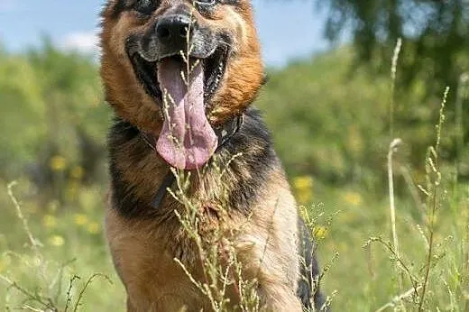 Cudowny, niewidomy, kochający ludzi Cezar szuka sw