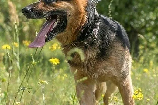 Cudowny, niewidomy, kochający ludzi Cezar szuka sw