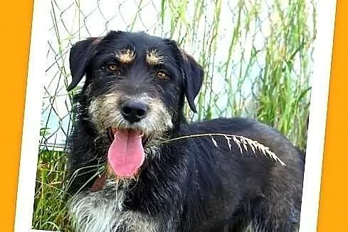 RUREK-sznaucer mix,idealny pies, łagodny,zrównoważony przytul.ADOPCJA!