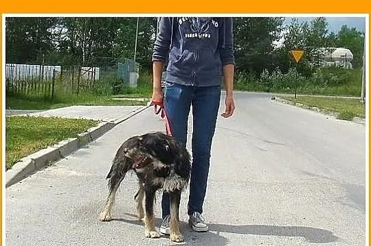 RUREK-sznaucer mix,idealny pies, łagodny,zrównoważ