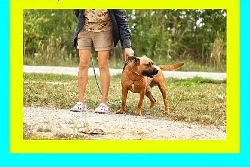 Łagodny,3letni amstaf mix,energiczny,przyjacielski