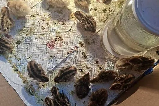 Sprzedam przepiórki, Pomorskie, Skarszewy