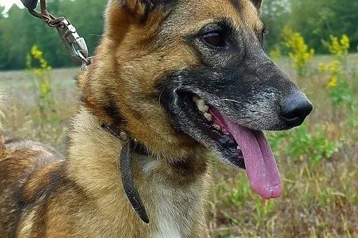 Harold potrzebuje domu na wczoraj-to kochany. nied