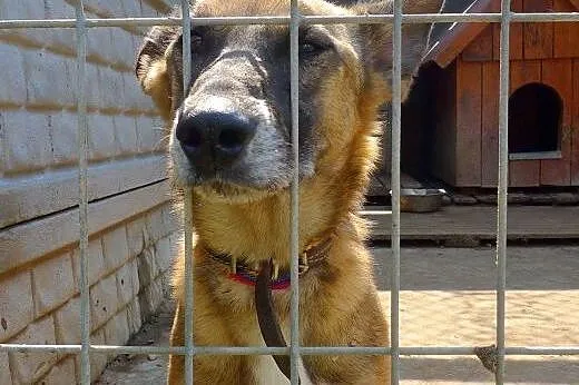 Harold potrzebuje domu na wczoraj-to kochany. nied