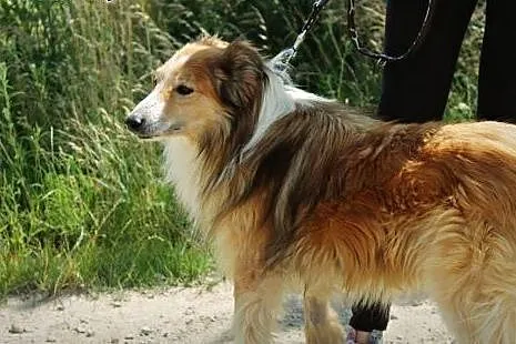 Klakson-pies w typie owczarka szkockiego collie sz
