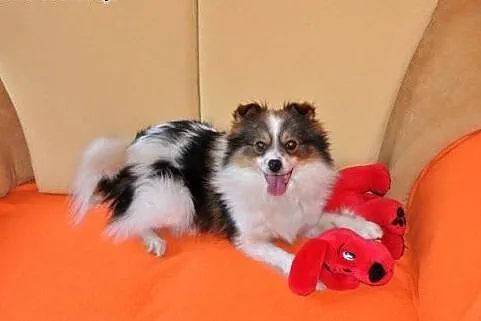 Elmo w typie szpica,  świętokrzyskie Kielce