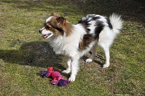 Elmo w typie szpica,  świętokrzyskie Kielce