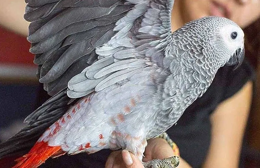 Żako Kongijskie młode ręcznie karmione SAMCE I SAMICE . rezerwacje, Małopolskie, Kraków