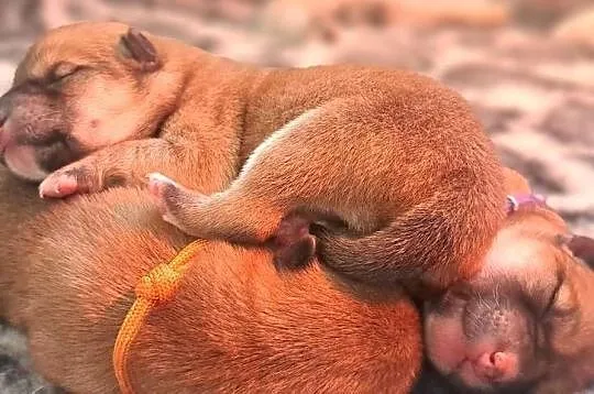 Czerwone suczki Shiba Inu FCI, Podlaskie, Knyszyn