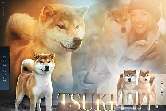 Czerwone suczki Shiba Inu FCI, Podlaskie, Knyszyn