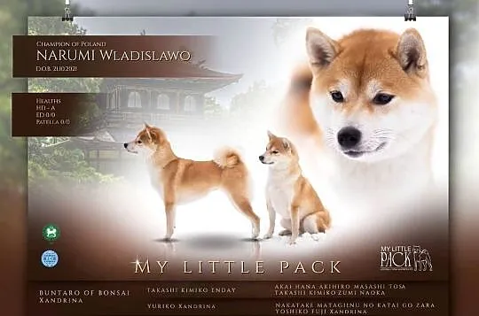 Czerwone suczki Shiba Inu FCI, Podlaskie, Knyszyn