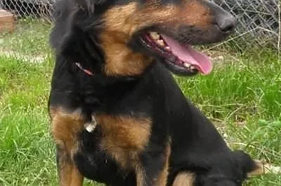 Ringo