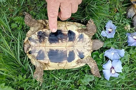 Żółw grecki samica i samiec dorosłe, Śląskie, Bielsko-Biała