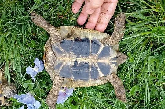 Żółw grecki samica i samiec dorosłe, Śląskie, Bielsko-Biała