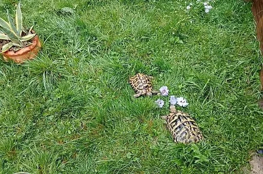 Żółw grecki samica i samiec dorosłe, Śląskie, Bielsko-Biała