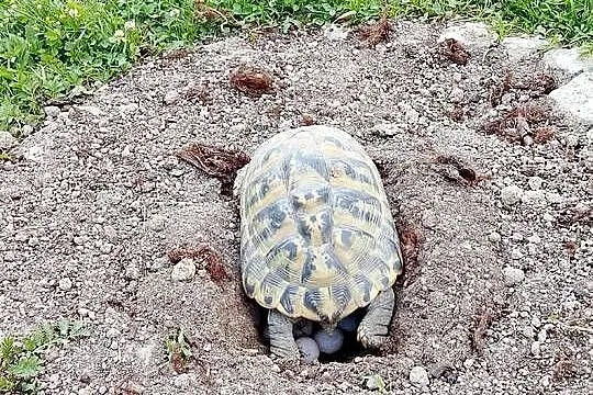 Żółw grecki samica i samiec dorosłe, Śląskie, Bielsko-Biała