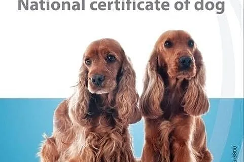 Książeczka Zdrowia Psa Cocker Spaniel rasy średniej Nowa, Lubuskie, Lubsko