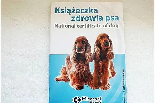 Książeczka Zdrowia Psa Cocker Spaniel rasy średniej Nowa, Lubuskie, Lubsko