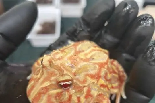żaba rogata strawberry – roczny osobnik