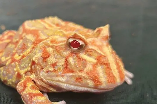 żaba rogata strawberry – roczny osobnik, Dolnośląskie, Wałbrzych