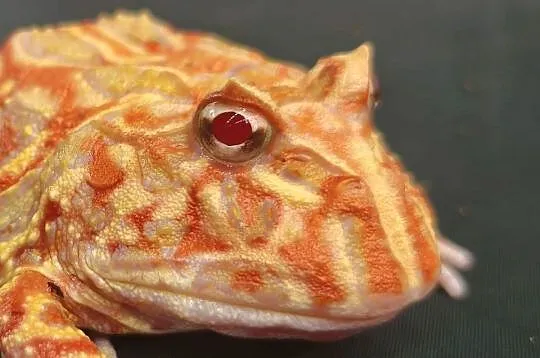 żaba rogata strawberry – roczny osobnik, Dolnośląskie, Wałbrzych