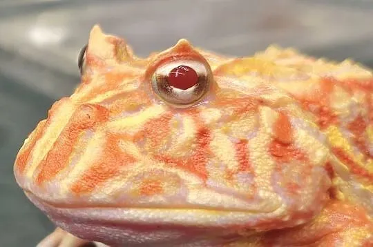 żaba rogata strawberry – roczny osobnik, Dolnośląskie, Wałbrzych