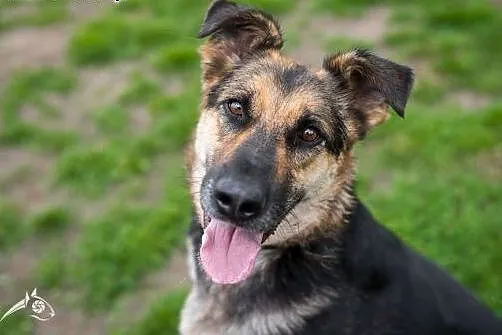 LEO - taki fajny kumpel z niego!,  śląskie Katowic