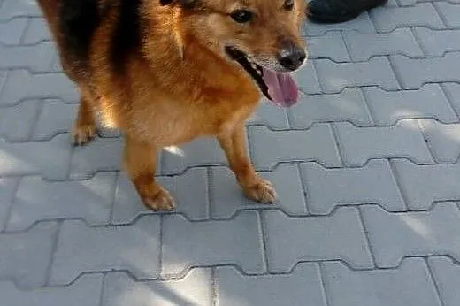 Ciastek wygrał walkę z rakiem, czy wygra walkę o dom? :(,  dolnośląskie Wrocław, 