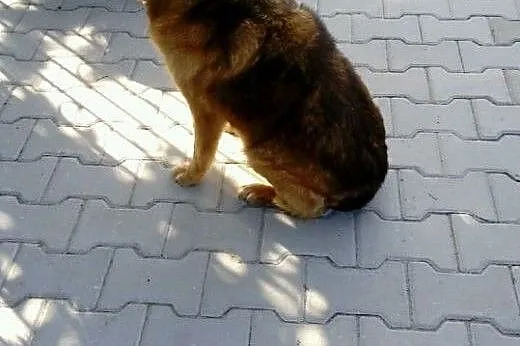 Ciastek wygrał walkę z rakiem, czy wygra walkę o dom? :(,  dolnośląskie Wrocław, 