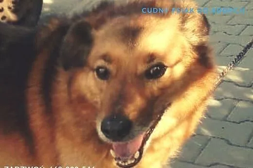 Ciastek wygrał walkę z rakiem, czy wygra walkę o dom? :(,  dolnośląskie Wrocław, 