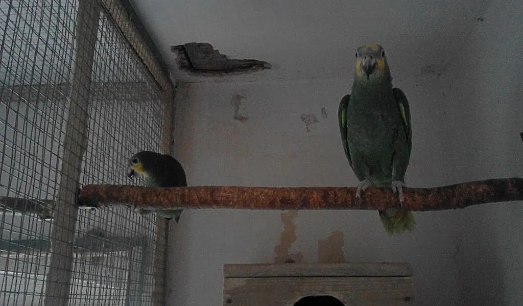 Amazonka, , Mszana