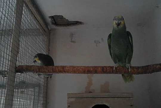 Amazonka, , Mszana