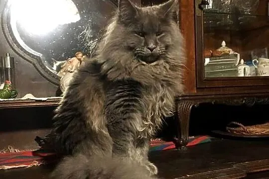 Koteczka niebieska Maine Coon