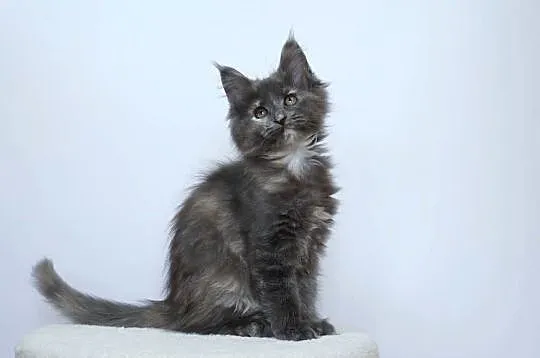 Koteczka niebieska Maine Coon, Małopolskie, Kraków