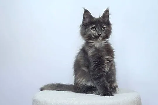 Koteczka niebieska Maine Coon, Małopolskie, Kraków