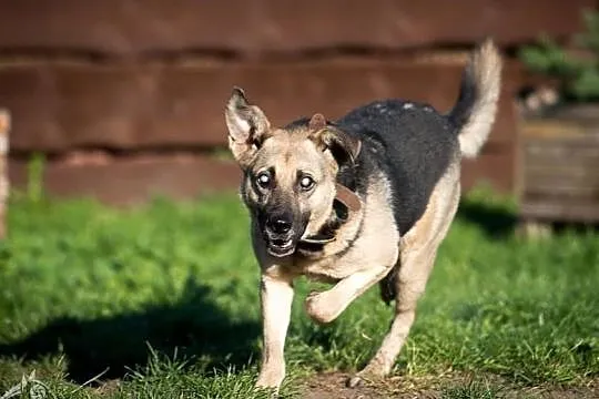 MIKOŁAJ - piękny i milusiński psiak szuka domu ;), Śląskie, Gliwice