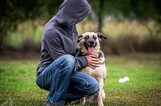 MIKOŁAJ - piękny i milusiński psiak szuka domu ;), Śląskie, Gliwice