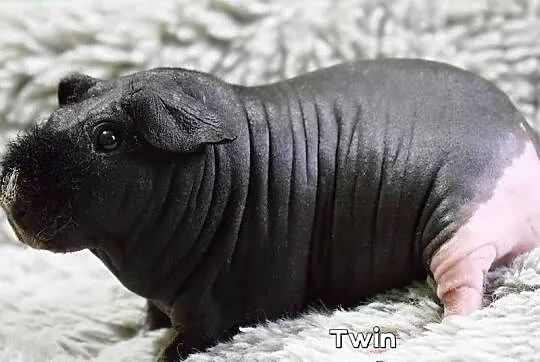 Świnka morska, świnka skinny. Rodowód, Hodowla., Dolnośląskie, Wrocław