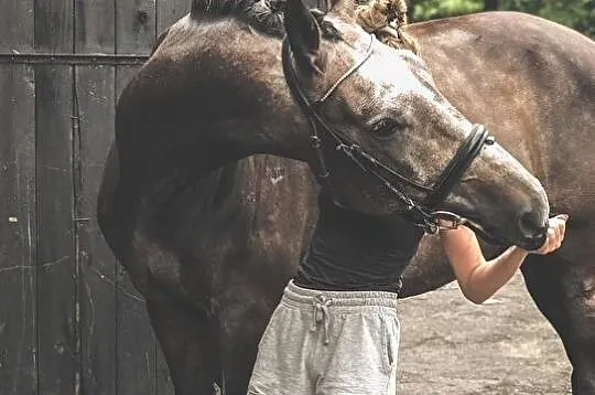 2-letnia Klacz ujeżdżeniowa po Sir Heinrich x Don Frederico, , Nowy