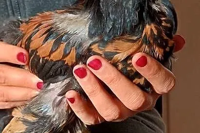Na sprzedaż młodzież Brahma Olbrzymia, Warmińsko-mazurskie, Nowe Miasto Lubawskie