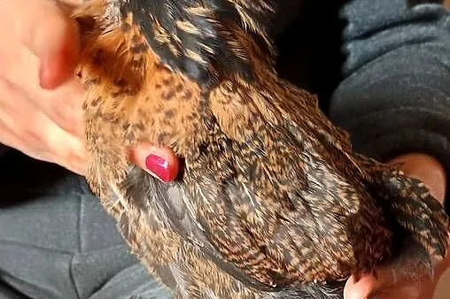 Na sprzedaż młodzież Brahma Olbrzymia, Warmińsko-mazurskie, Nowe Miasto Lubawskie