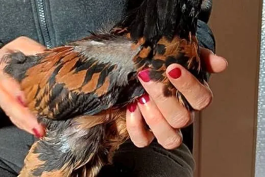Na sprzedaż młodzież Brahma Olbrzymia, Warmińsko-mazurskie, Nowe Miasto Lubawskie