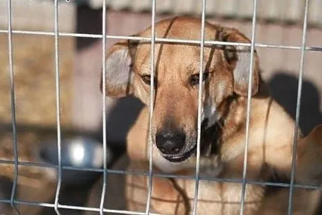 Empir to kochany, niezwykły psiak - w schronisku c