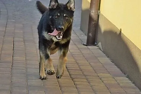 Ocal Sajana rocznego pieska przed schroniskiem daj